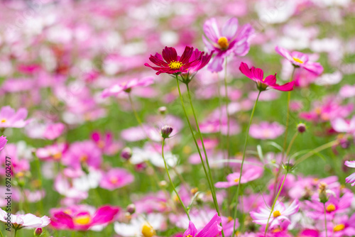 Cosmos flower in close up garden © TeacherX555