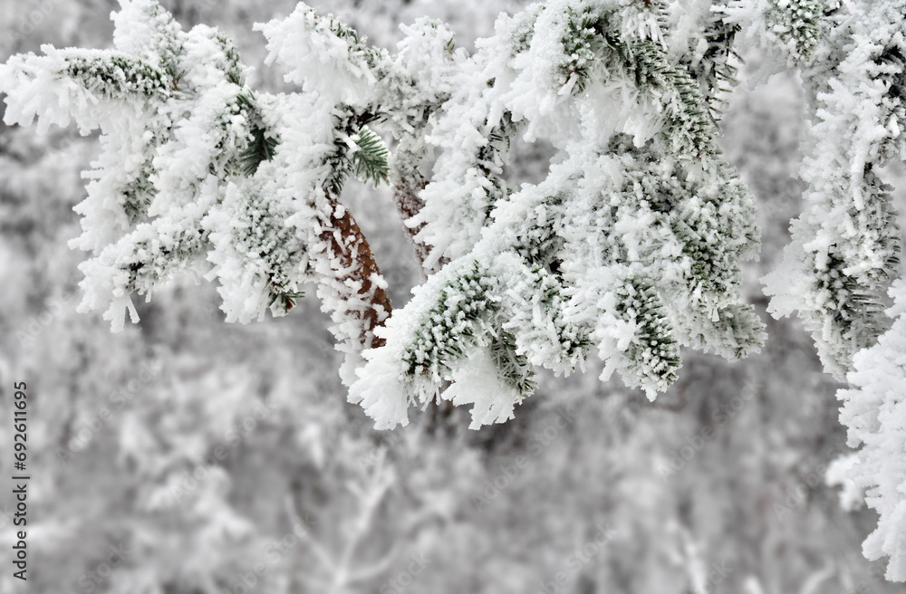 Branches of christmas tree with cones covered of hoarfrost and snow on a white snowy forest background