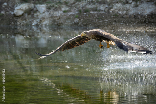 White Tailed Eagle  Haliaeetus albicilla  in flight. Also known as the ern  erne  gray eagle  Eurasian sea eagle and white-tailed sea-eagle. Wings Spread. Poland  Europe. Birds of prey.