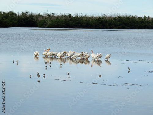 American White Pelican Ding Darling Wildlife Refuge Sanibel Florida photo