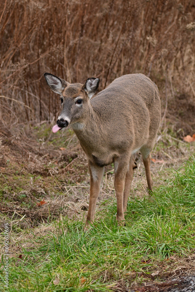 Funny White-tailed Deer doe steps out from the tall grass along the side of a road and sticks its tongue out as it grazes Funny White-tailed Deer doe steps out from the tall grass along the side of a road and sticks its tongue out as it grazes