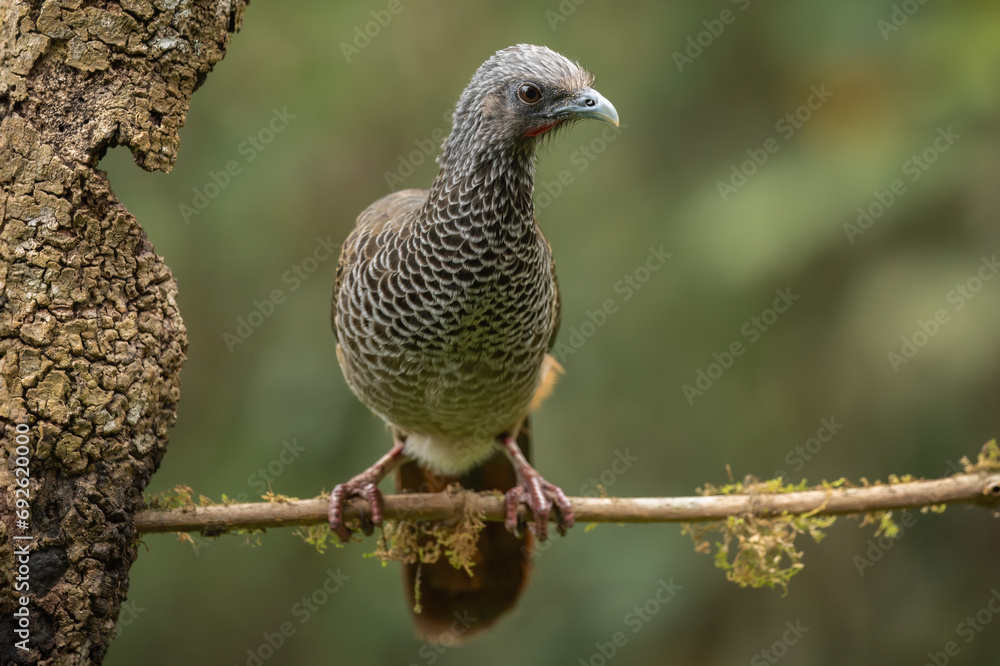 Colombian Chachalaca perched on a tree in a natural environment Colombian Chachalaca perched on a tree in a natural environment