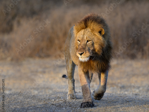 Male lion walking in early morning, closeup portrait