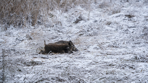 Wildschwein im Schnee photo