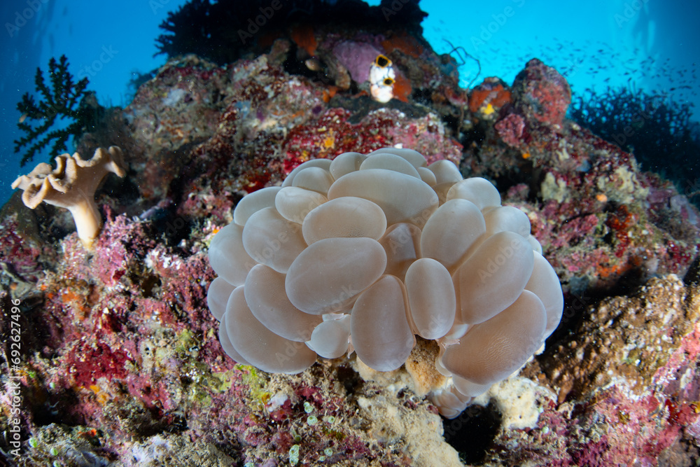 A bubble coral, Plerogyra sinuosa, grows near the island of Ambon, Indonesia. This beautiful, tropical area harbors extraordinary marine biodiversity. A bubble coral, Plerogyra sinuosa, grows near the island of Ambon, Indonesia. This beautiful, tropical area harbors extraordinary marine biodiversity.