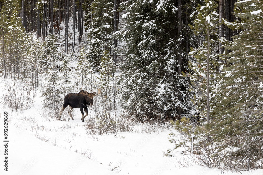 moose in woods with snow and trees moose in woods with snow and trees