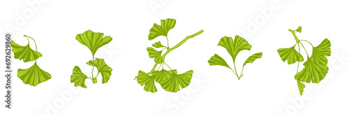 Set of green branches and leaves of ginkgo biloba.Vector graphics.