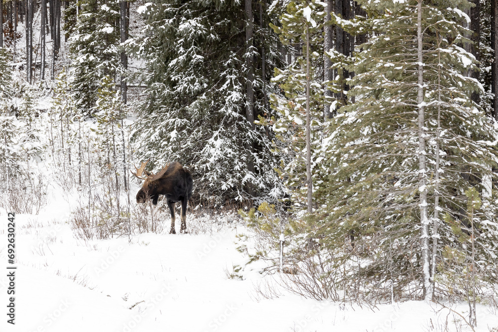 moose in woods with snow and trees moose in woods with snow and trees
