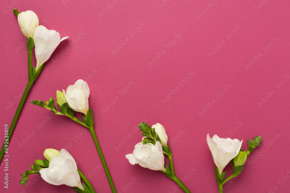 Fototapeta premium White fresia flower on color background, top view