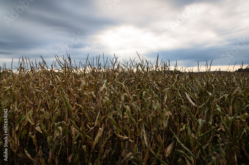 Φωτογραφία Field of dying corn in autumn against a cloud filled sky