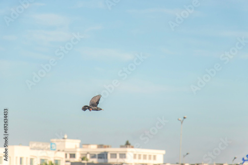 European starling (Sturnus vulgaris) in flight through a blue sky © Khaled