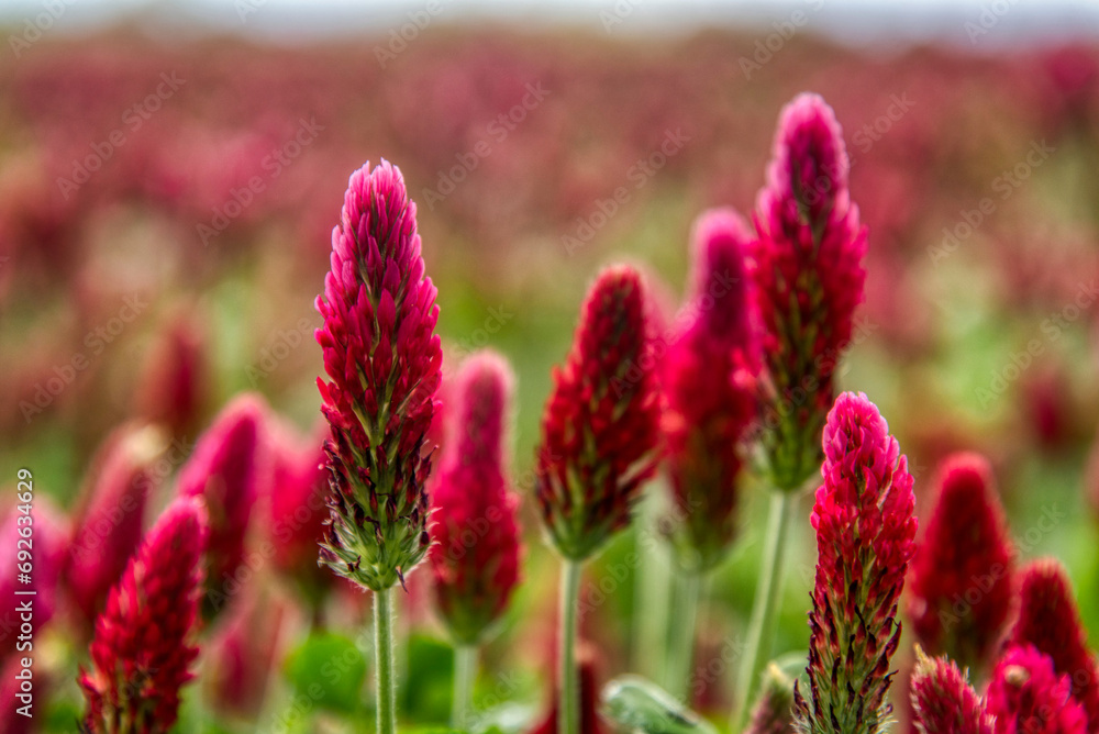Beautiful red flowers. Clover incarnate - Trifolium incarnatum Beautiful red flowers. Clover incarnate - Trifolium incarnatum