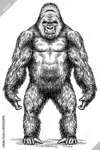 Vintage engraving isolated gorilla set illustration ape ink sketch. Monkey kong background primate silhouette art. Black and white hand drawn vector image