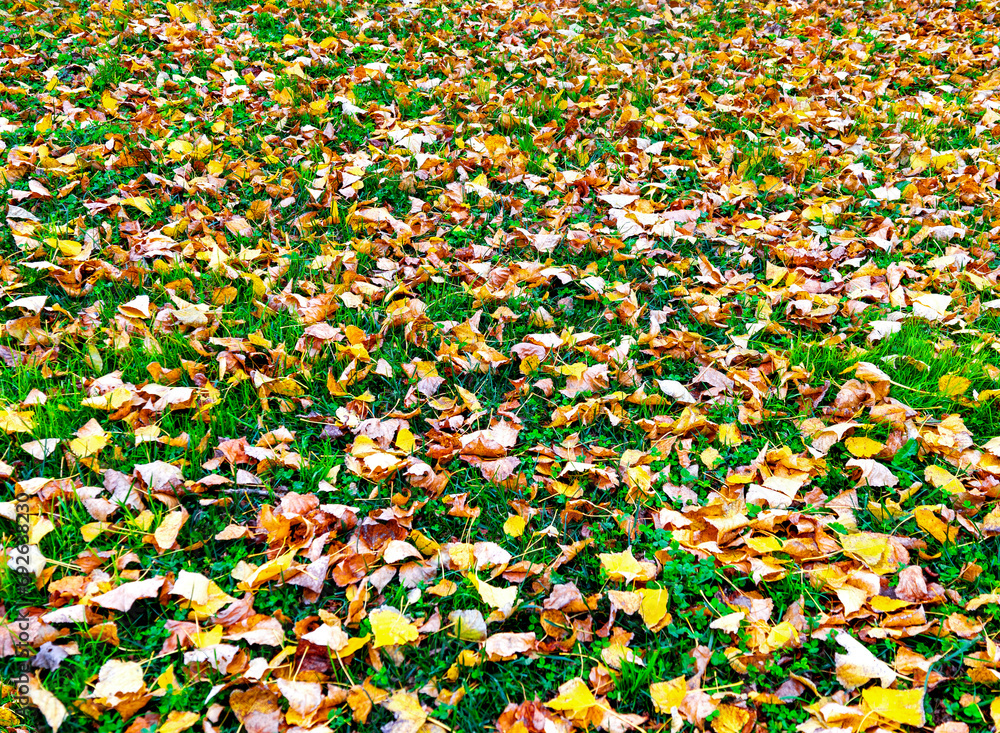 fundo com folhas caídas no outono