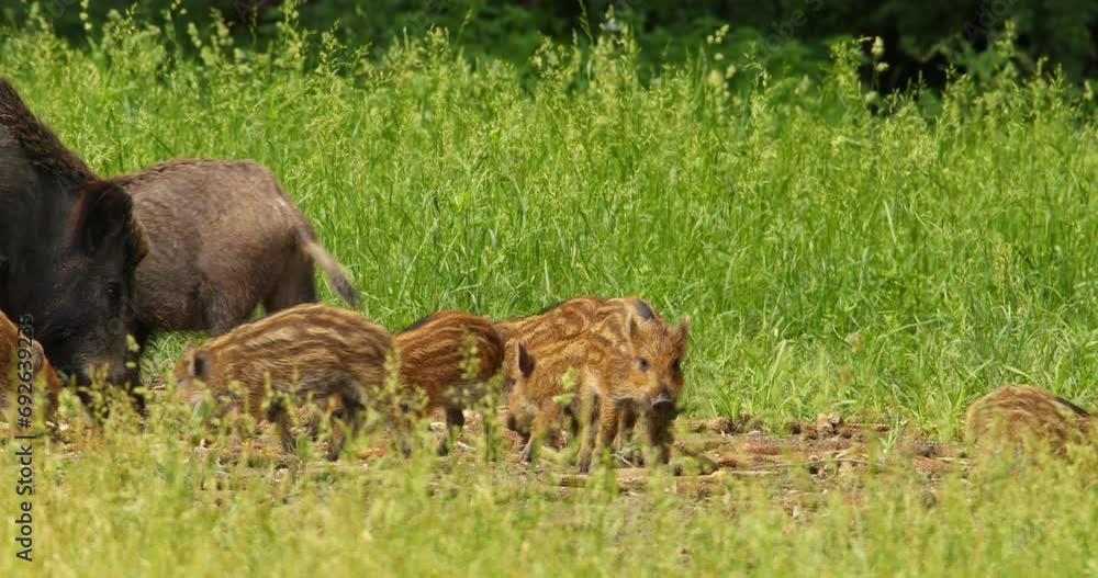 The sounder of wild boars and adorable piglets grazing on grass The sounder of wild boars and adorable piglets grazing on grass