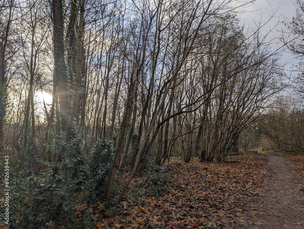 Autumn walk down path in the woods at sunset Autumn walk down path in the woods at sunset
