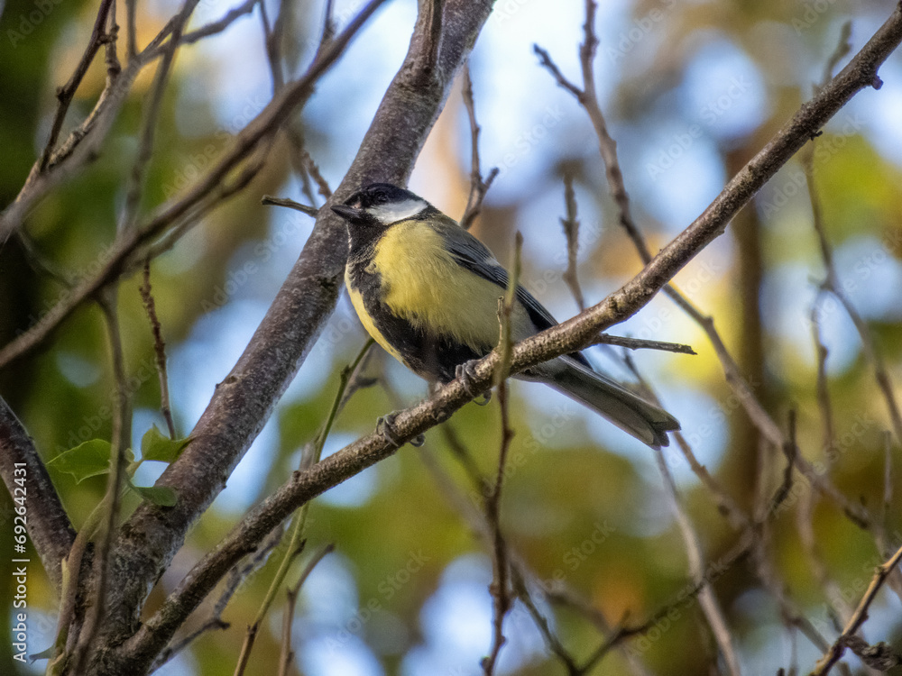 great tit parus major woodland bird perched on a branch great tit parus major woodland bird perched on a branch
