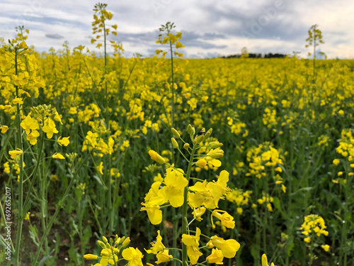 Rapeseed flowers