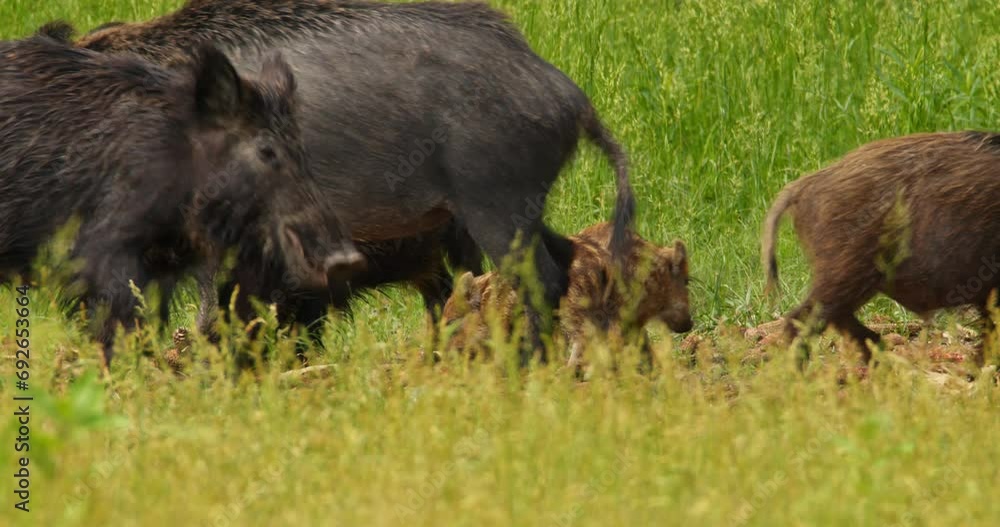 Baby boars and their parents grazing of bare corn cobs in tall grass