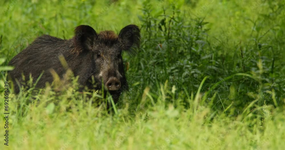 Close up portrait of wild boar standing in grass and others follow it Close up portrait of wild boar standing in grass and others follow it