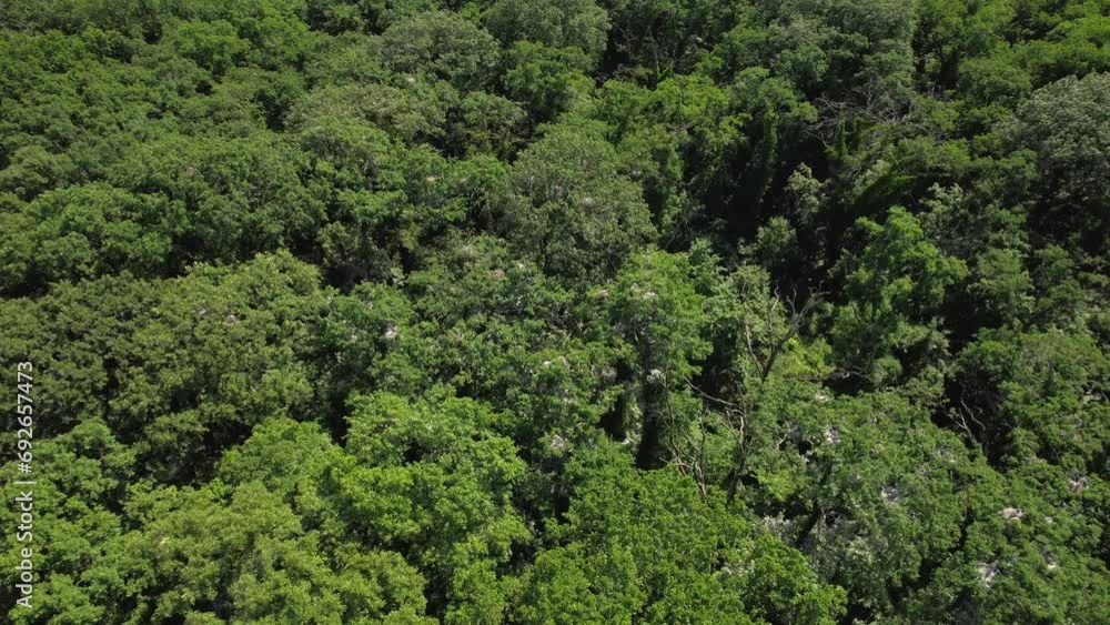Drone flies around green tree canopies in dense woods Drone flies around green tree canopies in dense woods