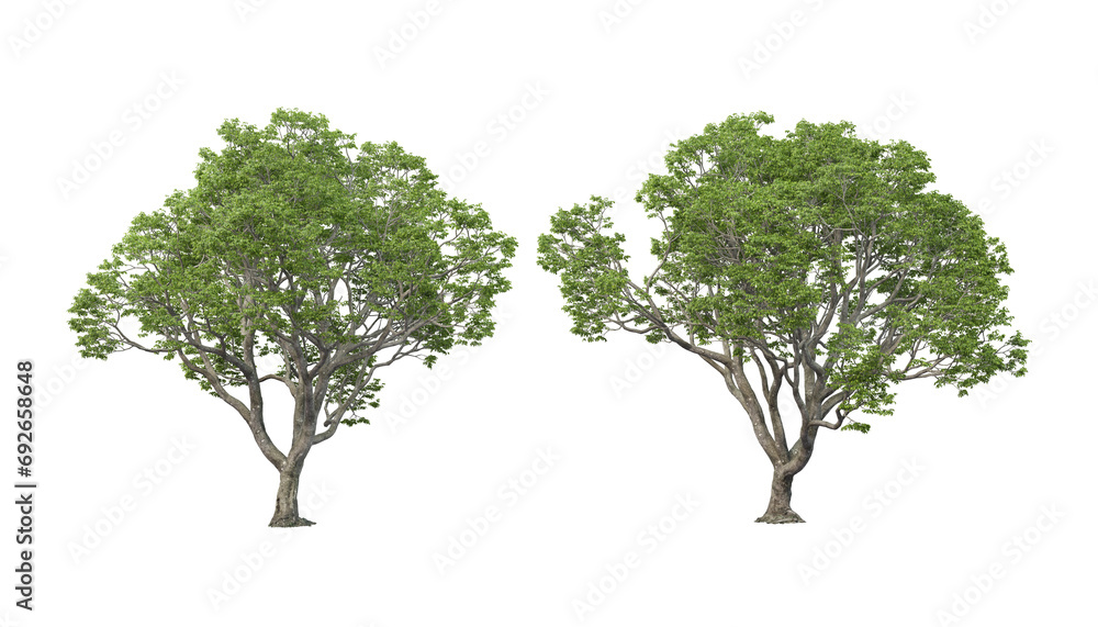 Obraz premium Variety of big trees on transparent background