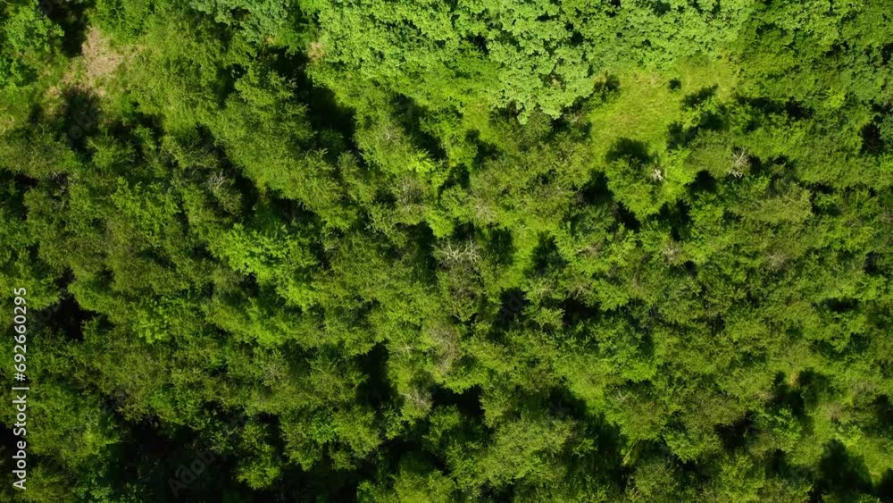 Flight above lush green foliage of dense woods Flight above lush green foliage of dense woods