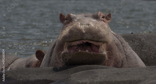 Hipopótamo sonriendo photo
