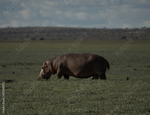 Hipopótamo comiendo photo
