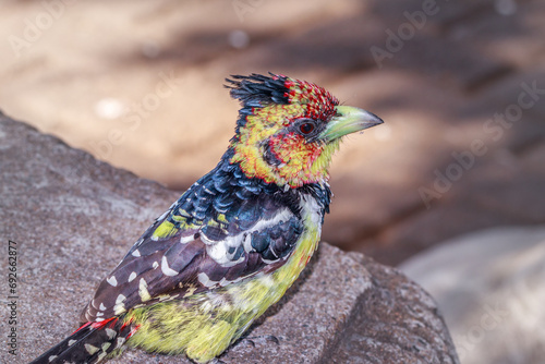 Crested barbet (Trachyphonus vaillantii) feeding during the day, Kruger National Park, South Africa photo