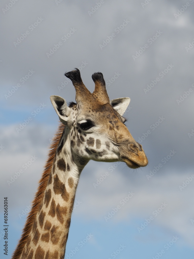 Jirafa Jirafa