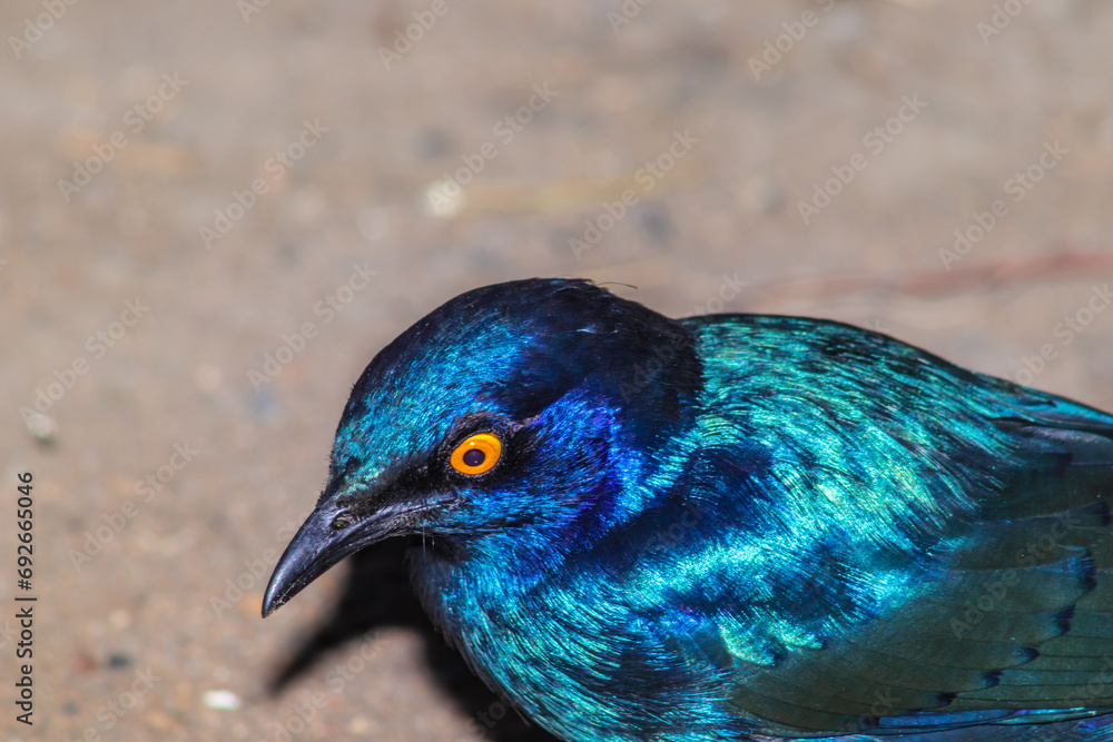 Obraz premium Greater Blue-Eared Starling (Lamprotornis Chalybaeus) feeding during the day, Kruger National Park, South Africa
