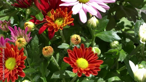 Different chrysanthemums in a bouquet with bokeh lights in the background.