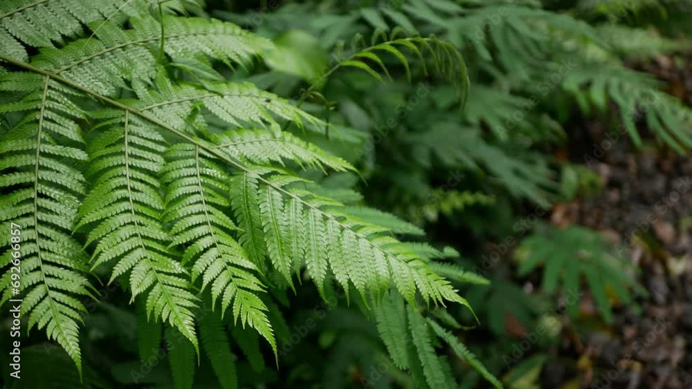 Close up of green fern plant leaf in forest move slowly by wind Close up of green fern plant leaf in forest move slowly by wind