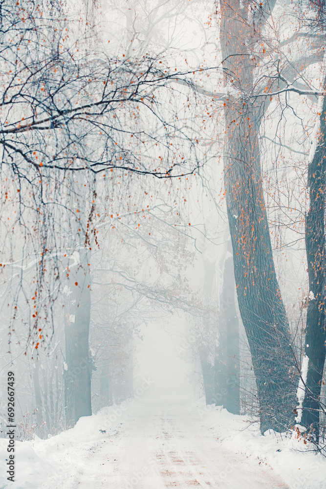 Zimowa aleja wśród drzew, mglisty świt (Winter avenue among trees, foggy dawn) - obrazy, fototapety, plakaty 