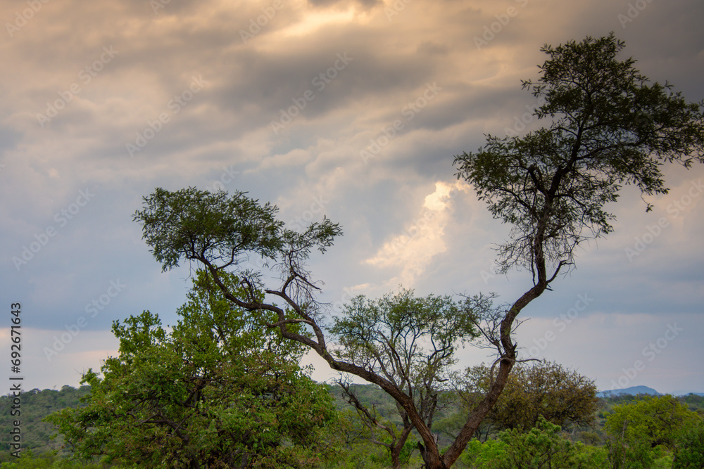 Obraz premium Safari under stormy skies in South Africa in the Burgersfort region
