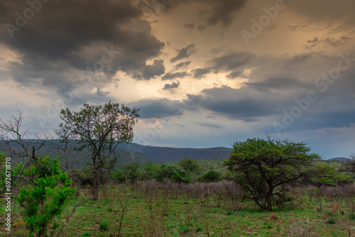 Safari under stormy skies in South Africa in the Burgersfort region photo