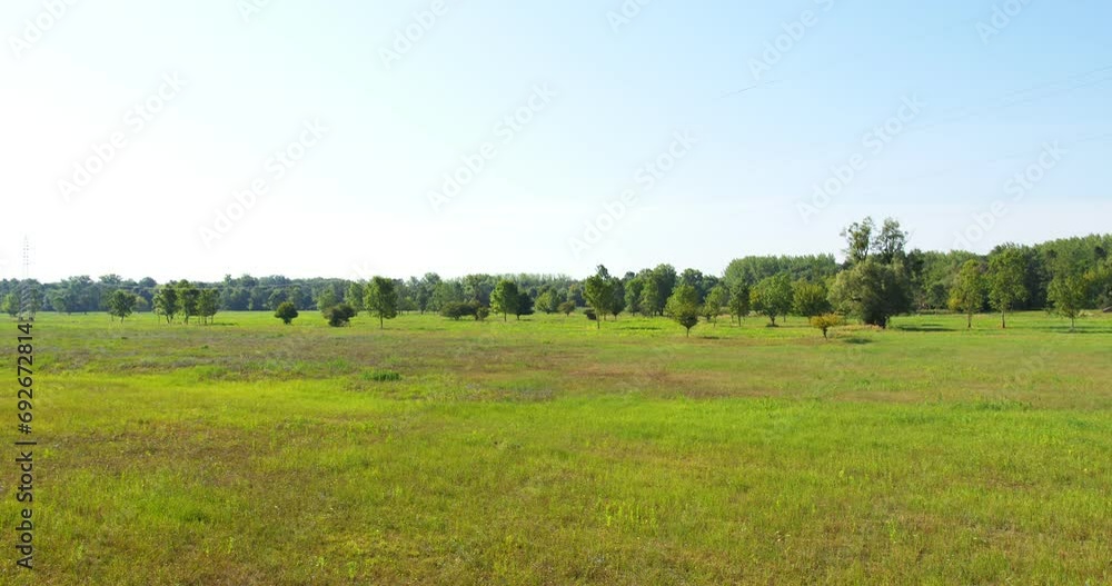 Idyllic vibrant green meadow, trees edging it un bright summer day Idyllic vibrant green meadow, trees edging it un bright summer day