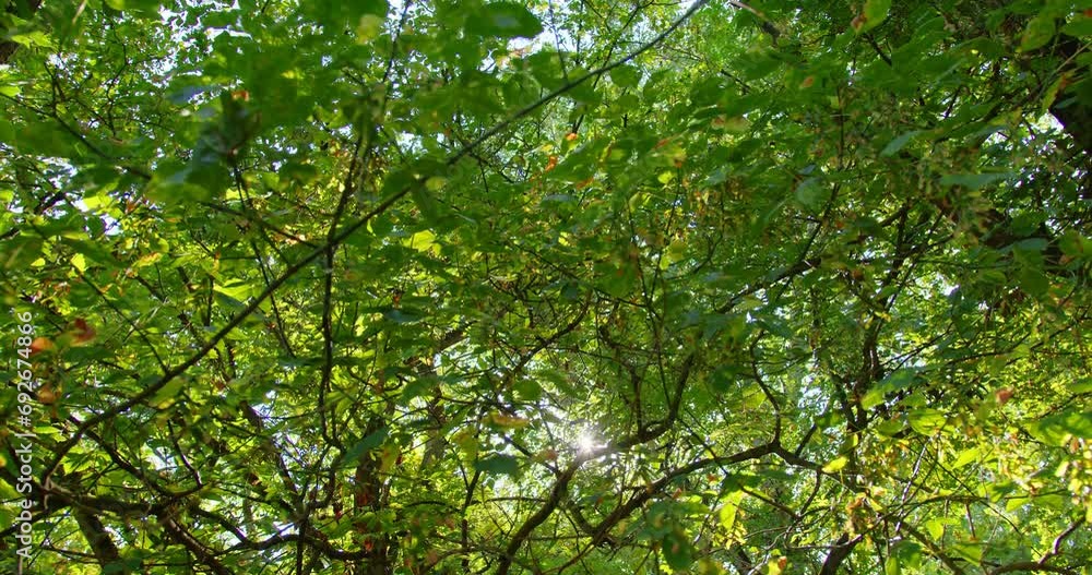 Low angle view of the sun shinning through green lush tree canopies Low angle view of the sun shinning through green lush tree canopies