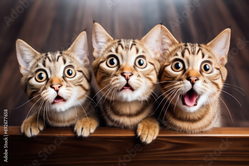 Three cats with surprised eyes and opened mouth, humor meme.