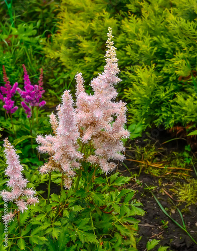 Pale pink salmon fluffy inflorescence of Astilbe chinesis variety Vision Inferno in summer garden