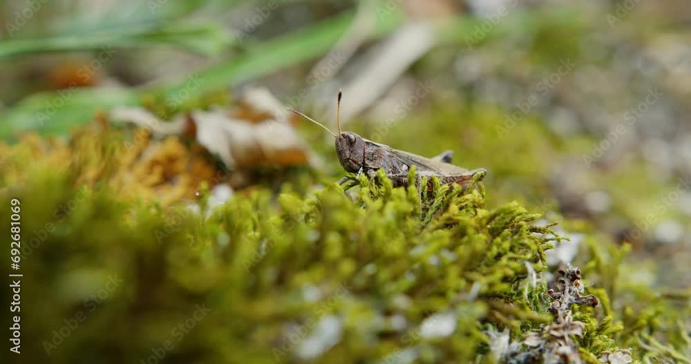 Gray grasshopper with orange legs standing steadily on a moss close up shot Gray grasshopper with orange legs standing steadily on a moss close up shot