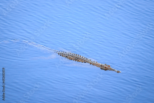 Nile crocodile (Crocodylus niloticus) swimming in the river, Kruger National Park, South Africa