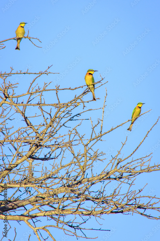 European Bee-Eater (Merops Apiaster) perching on green bush during the day, Kruger National Park, South Africa European Bee-Eater (Merops Apiaster) perching on green bush during the day, Kruger National Park, South Africa