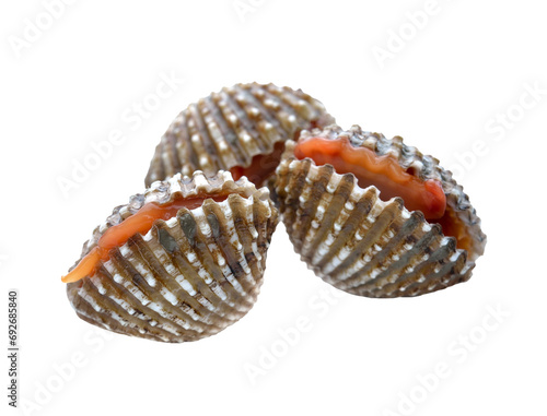 Papier peint fresh cockles seafood transparent png
