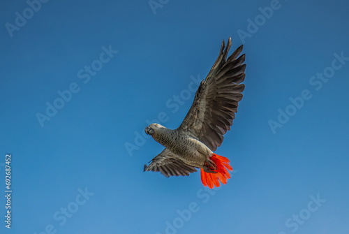 Boundless Skies: Graceful Flight of African Parrot Amidst Azure Horizon