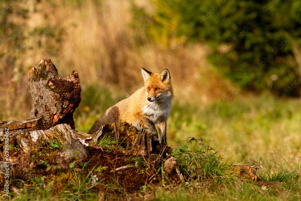 Obraz premium fox at sunset on an old wooden tree