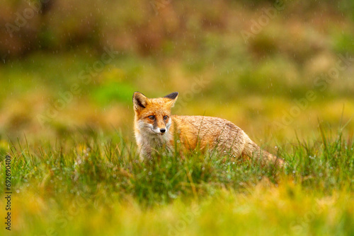 a fox in the rain on a walk on a green meadow