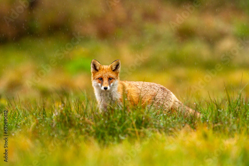 a fox in the rain on a walk on a green meadow © Luk