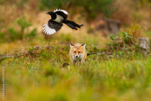 fox in the rain on a green meadow